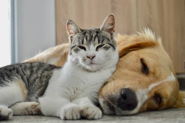 Expert Advice: How to Provide the Best Care for Your Pets