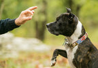 Pet Training: Your Guide to a Well-Behaved Furry Friend