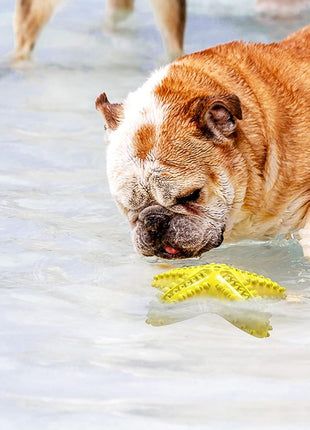 Durable Interactive Dog Toys for Aggressive Chewers - Teething Toothbrush Starfish Design for Small, Medium, and Large Breeds